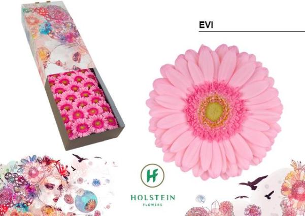 Gerbera Hol. Evi x25 Rs.