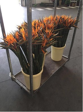 Strelitzia 70cm x10 tallos