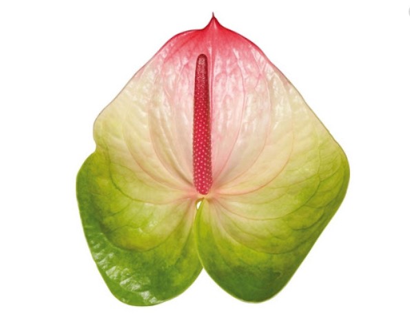 Anthurium Hol. Zafira 9  "CC20"