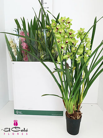 P. Cymbidium Mix 14/80cm x8 3Tall.