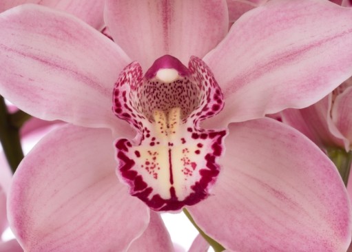 Cymbidium Mrs Rebecca Rs 80cm