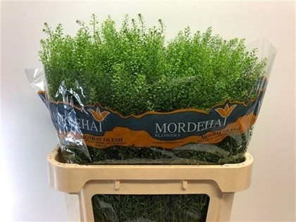 Lepidium Thlaspy Green Bell 80cm 26gr x25