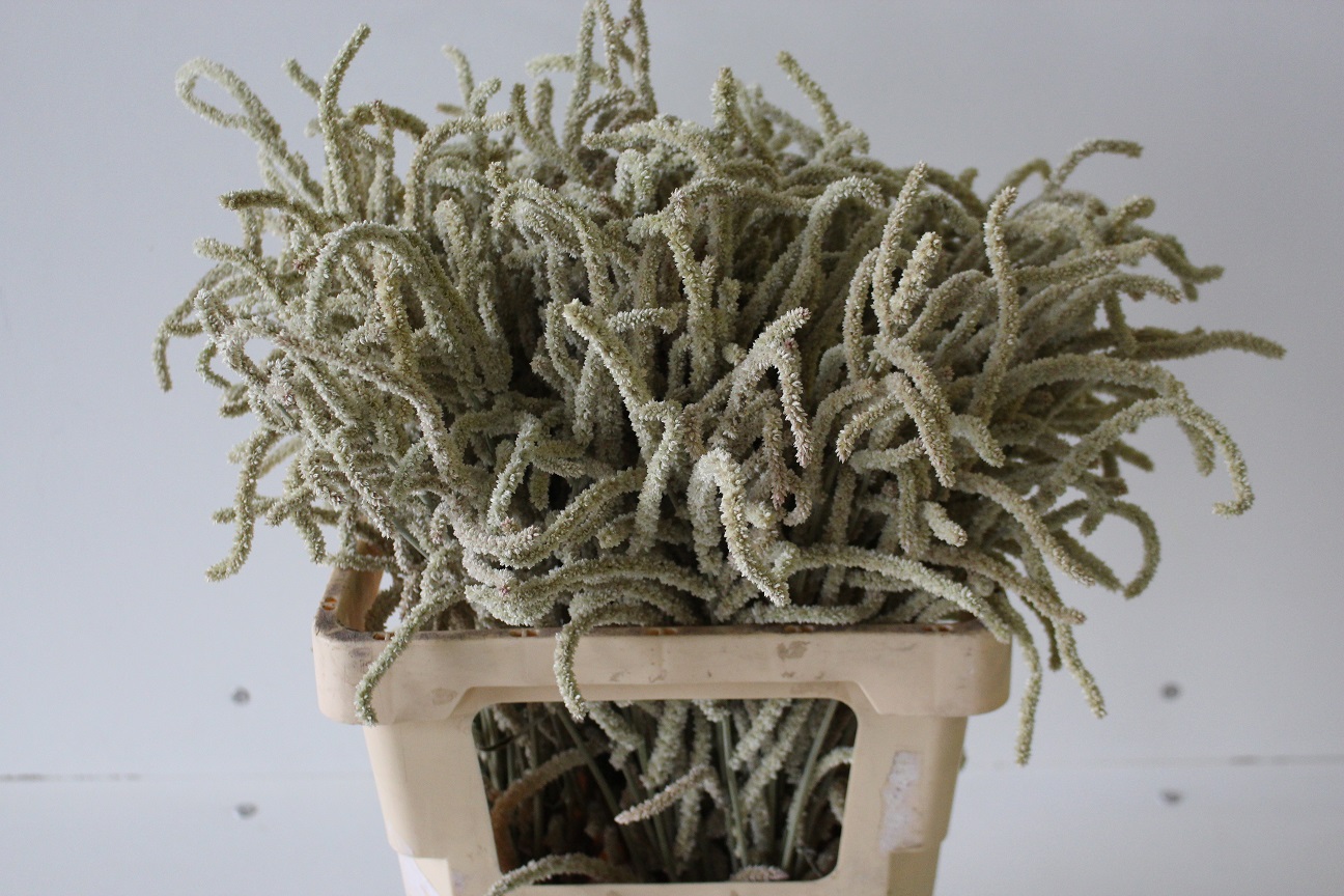 Amaranthus Yearming Desert 50cm x25