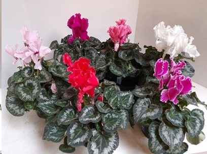 P. Cyclamen Gr Halios Curly 13/30cm "CC3"