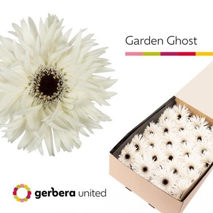 Gerbera Hol. Gespider Garden Ghost Bl "T25"