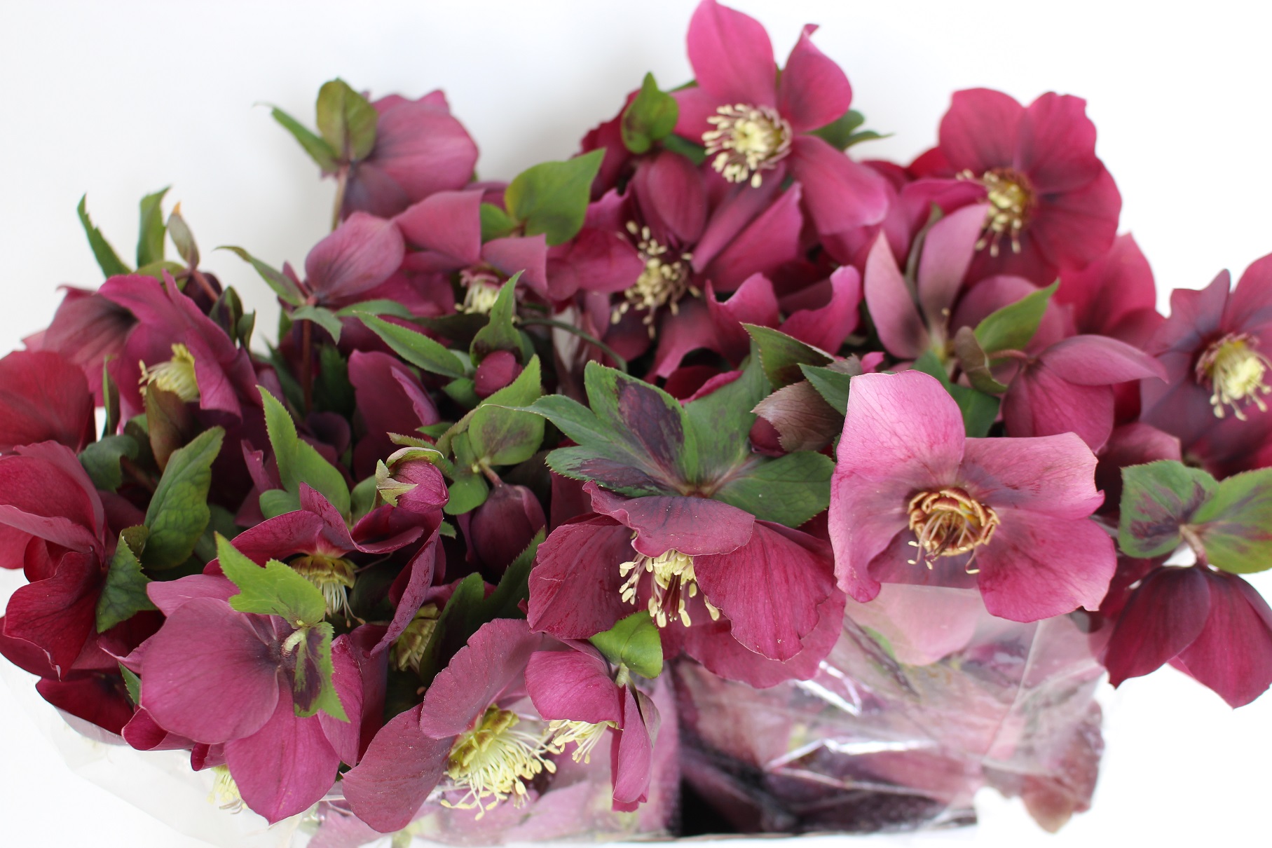 Helleborus Queens Red 40cm Rj.