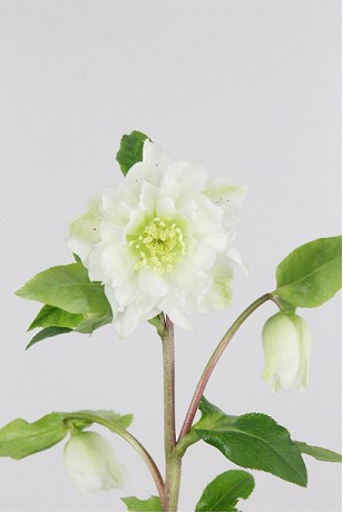 Helleborus Doble Ellen White 40cm