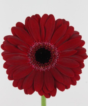 Gerbera Mini Hol. Black Tie "T20"