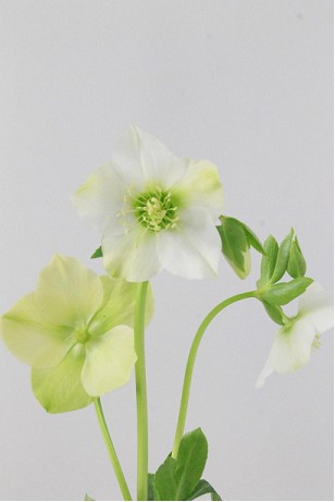 Helleborus Or. Queens White 40cm "T10"