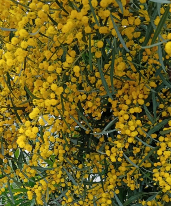 Mimosa Retinoides Nacional