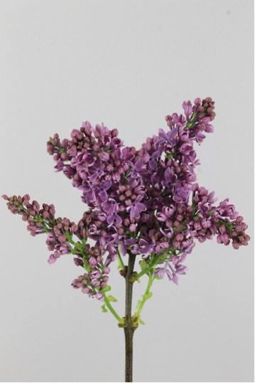 Lilas Ruhm Von Horstenstein 40cm 4bl