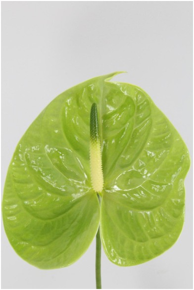 Anthurium Hol. Midori Imp 11  "CC16"