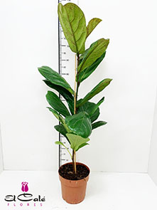 P. Ficus Hol Lyrata 21/120cm