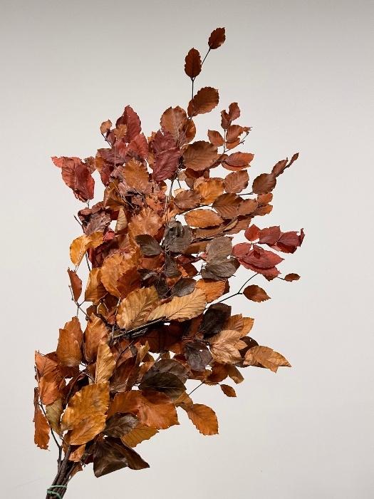 Fagus Preservado Otoal 150g