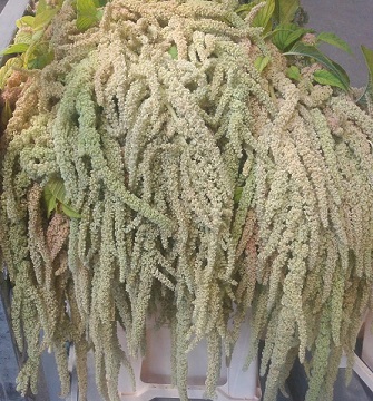 Amaranthus Hol. Ca Viridis 70cm Vd x10