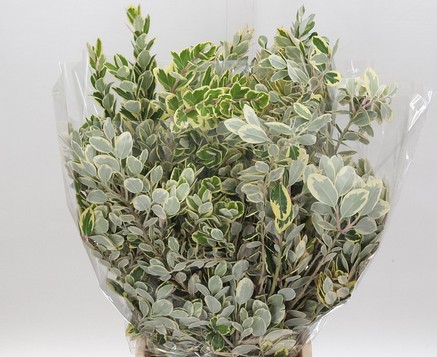 Pittosporum Ralphy Variegata 50cm