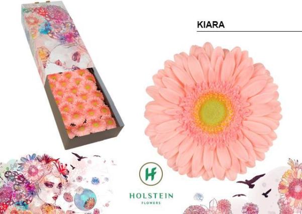 Gerbera Hol. Kiara Rs "T25"