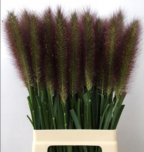 Pennisetum Alo Redhead 80cm x10