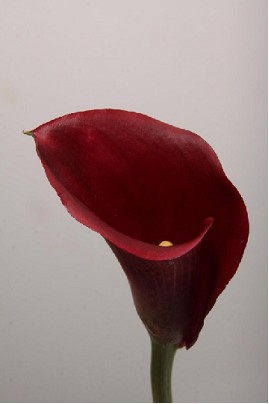 Calla Majestic Red 55cm