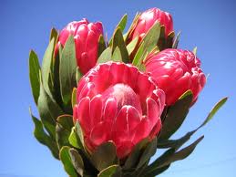 Protea Lancelot 40cm