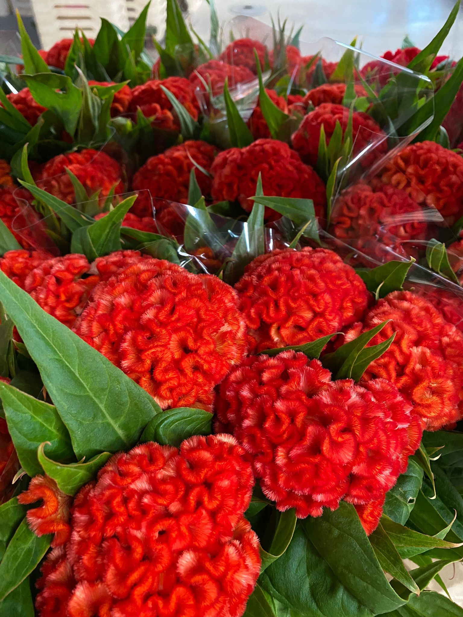 Celosia Cresta Nac. Naranja 70cm x5