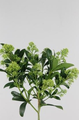 Skimmia Frank White 40cm