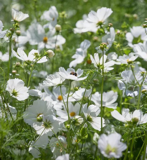 Cosmos Bipinnatus Blanco 65cm x10