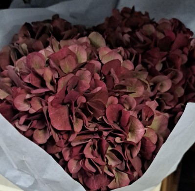 Hortensia Hol. Rubyred Classic 50cm 15/18