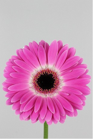 Gerbera Hol. Pretty Nova Fr. "T25"