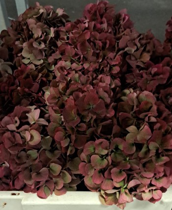 Hortensia Hol. Pi Ruby Classic 50cm 16/18