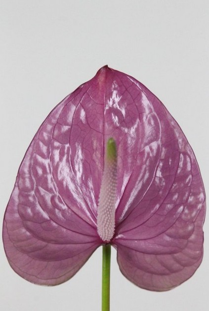 Anthurium Hol. Kaleo Ma. 13  "CC12"