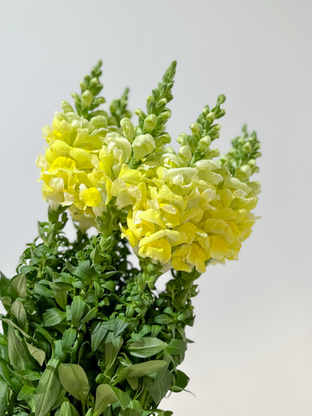 Antirrhinum Hol. Op. Yellow 80cm x10