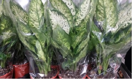 P. Dieffenbachia Compacta 17/55cm x6