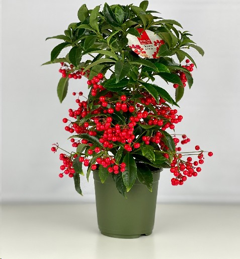 P. Ardisia Crenata Bos Pr Rojo 14/40cm x7