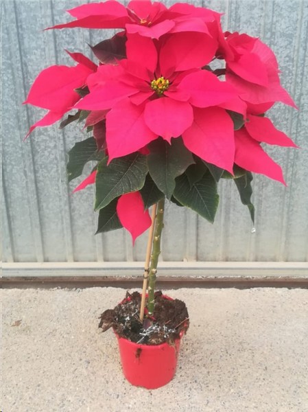 P. Poinsetia Nac. Arbol 17/90cm