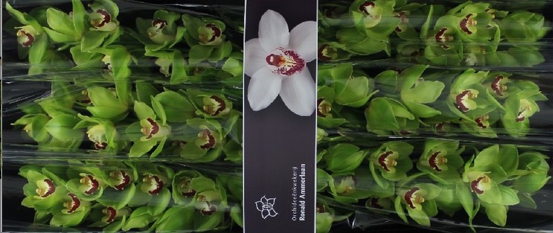 Cymbidium Green Choice 80cm Vd.