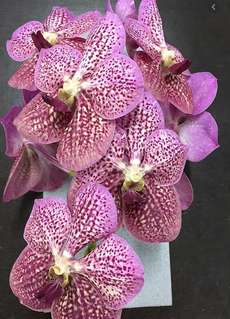 Vanda Tropic Punch x16