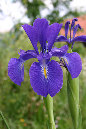 Iris Nacional Azul 70cm  (Abierto)