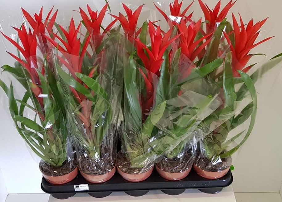 P. Guzmania Ostara Rood 12/50cm x10