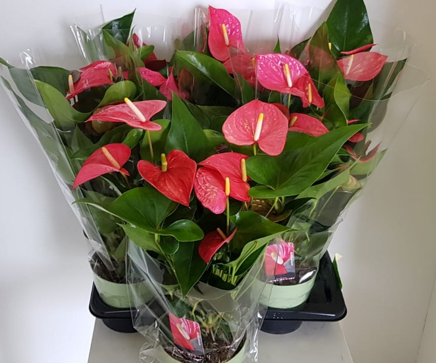 P. Anthurium An Maine 17/65cm x6  +6Flores