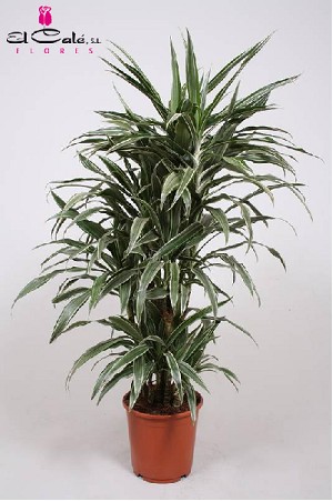 P. Dracena Hol. Warneckei  21/115cm 3-tall. ( 45-80-115 )