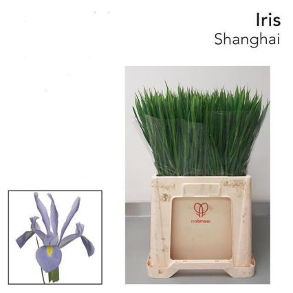 Iris Shanghai 60cm 40gr Mal.