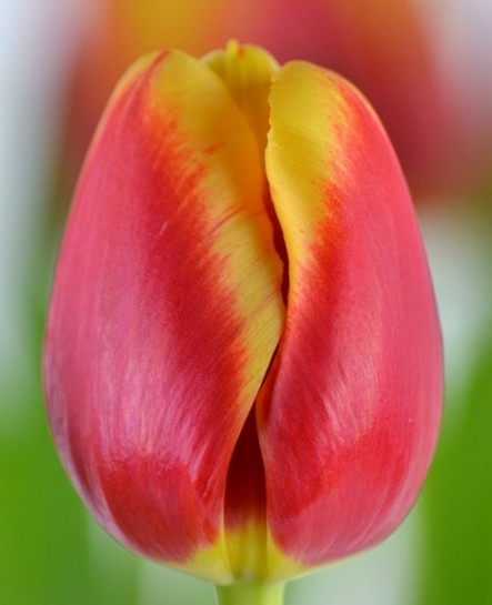 Tulipan Hol. Replay 40cm Bic.