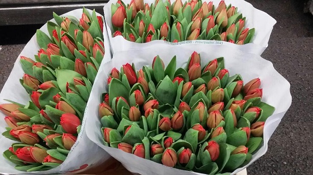 Tulipan Hol. Red Mark 35cm