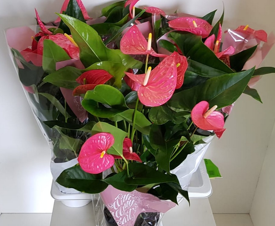 P. Anthurium An Maine 17/75cm x6  +6Flores