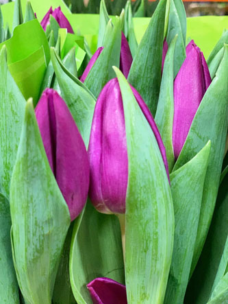 Tulipan Hol. Purple Valley 40cm Mor.