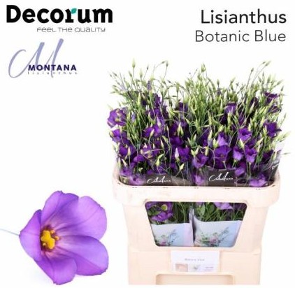 Lisiantus Hol. Botanic Blue 70cm 55gr x10