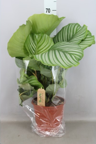 P. Calathea Orbifolia 21/65cm x4