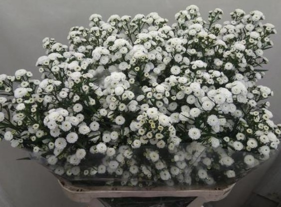 Aster Hol. Nb Pompon 85cm 30gr x25