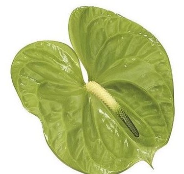 Anthurium Hol. Grand Slam Vd. 11  "CC16"